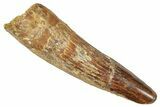 Fossil Spinosaurus Tooth - Feeding Worn Tooth #372915-1